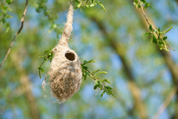 Nest einer Beutelmeise (Remiz pendulinus) im Frühling in einem Naturschutzgebiet bei Magdeburg