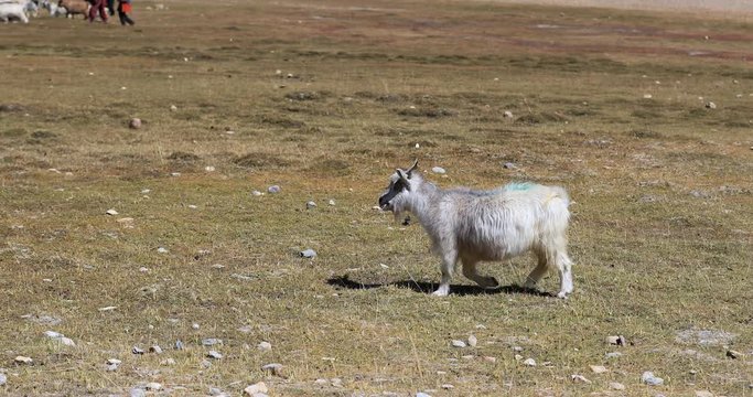 Cashmere pashmina goat in Ladakh, India