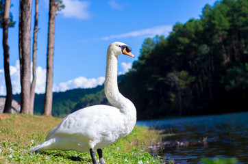 The big bird has white hair.