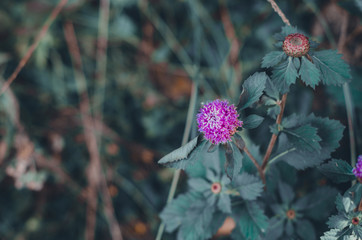 Beautiful flowers in the morning garden.