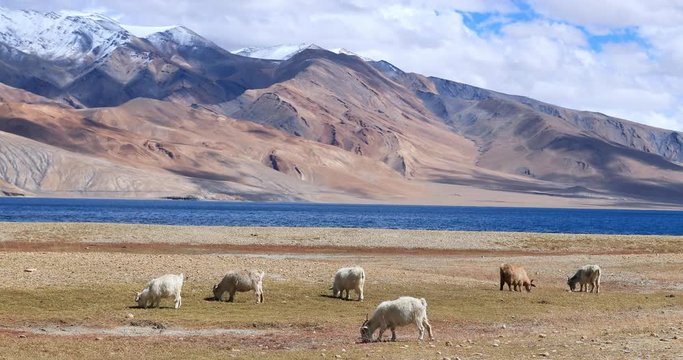 Tso Moriri lake in Ladakh northern India. Pashmina goats graze outdoors