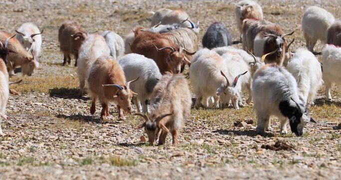 Cashmere pashmina wool goats traditional Ladakh africulture scene