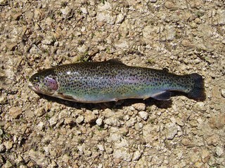 Trucha arcoiris (Oncorhynchus mykiss), cuerpo.