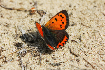 Fototapeta na wymiar Orange butterfly on sand, macro photo