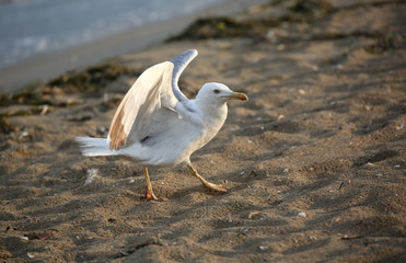 seagull with white and gray feathers paws on the beach