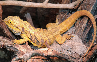 Pogona or bearded dragon for the particular scales under his thr