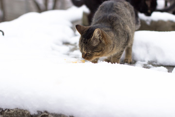 In the snow season, homeless cats run in the snow.