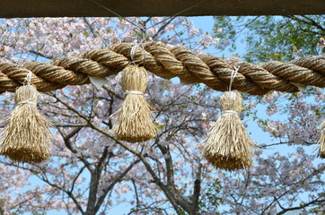 sacred Shinto rope of rice straw (It is used for separating a holy place from other unclean places.)