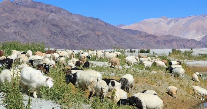 Traditional agriculture in Ladakh, north India. Pashmina goats graze on highland valley in Himalaya mountains