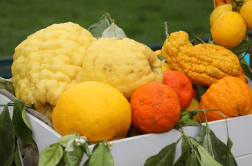 many organic citrus and lemons with wrinkled peel