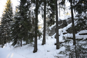 forest in winter