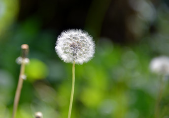 Pusteblume