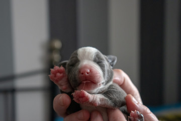 Puppy blue and white Stafffordshire bull terriers, pitbulls 4 days old