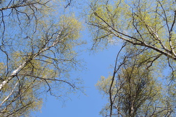 a tall slender forest.trees in the forest.