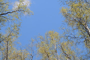 Obraz premium tree branches in the blue sky.blue sky .