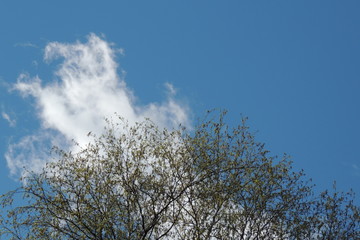 tree branches in the blue sky.blue sky .