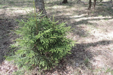 Fototapeta premium path in the forest