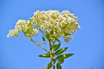 Blüte