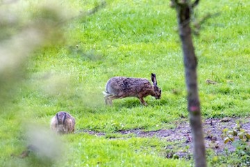 Wildkaninchen auf Futtersuche