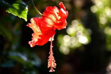 intense red hibiscus blossom with bokeh in sunlight - 265951532