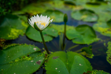 Beautiful white water lily or lotus flower with green leaf in pond. Nature background. Lotus flower in the natural conditions of the reservoir.