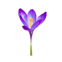 Spring violet flower crocus