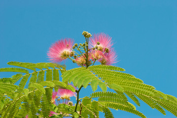 Flowers of acacia (Albizzia julibrissin)