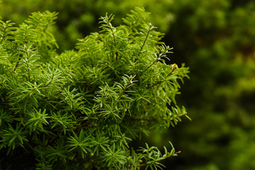 Green leaves background. Green leaves color tone dark in the morning. Tropical plant, environment, nature and plant. Toned image with copy space.