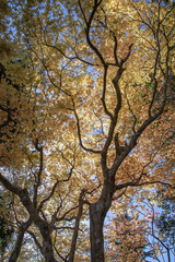 初春もゆる紅葉