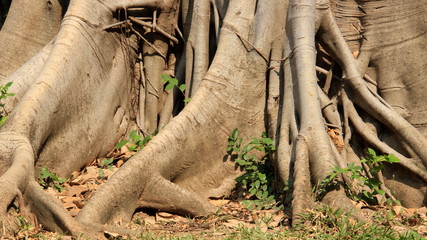 Tree Bark And Roots. Big  Sacred Fig Natural Topical Rainforest In Thailand 