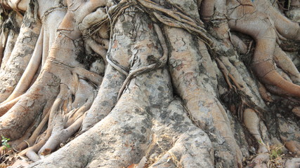 Plants Big Bodhi Tree Roots In Topical RainForest In Thailand 