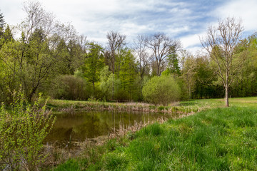 Obraz premium marshland swampland nature in spring