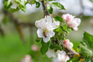 Naklejka na ściany i meble apple tree blossoms