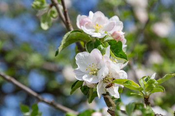 Obraz na płótnie Canvas apple tree blossoms