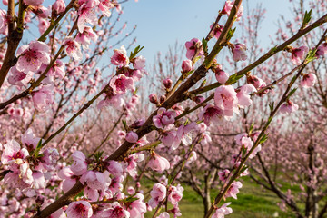 pink peach tree blossoms