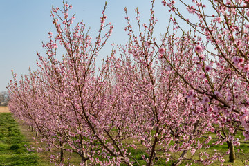 pink peach tree blossoms