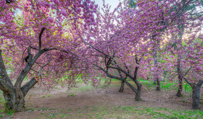 Fototapeta premium Central Park, New York City in spring