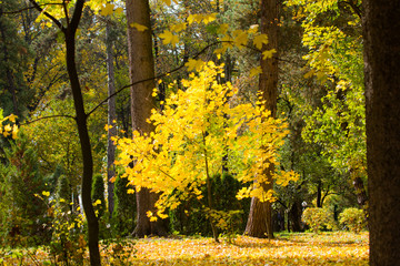 Fototapeta na wymiar trees in parks at autumn