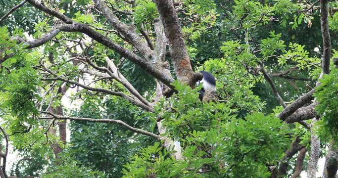 Family of Guereza Colobus Monkey in wild Africa narure