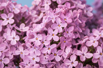 Lilac blooming close up macro