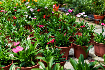 Beautiful arrangement of plants in a flowers shop. Flowers for sale at a flowers market. Colorful flowers on a blurred background greenhouses. Production and cultivation of flowers. Plantation.