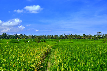 Fototapeta na wymiar Beautiful rice field in early stage at Bali island, Ubud. Tropical agricultural landscape. Coconut tree​s and​ blue​ ​sky​ at background. Sustainable ecosystem and healthy environment concept.