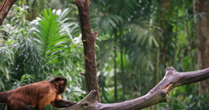 Wild animals 4K slow motion video. Monkey in jungle forest walks on tree branch