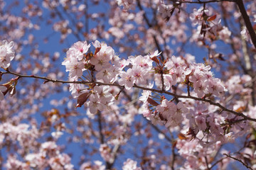 Pink sakura flower bloom in spring season. Vintage cherry blossom soft tone texture background