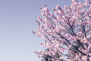 Pink sakura flower bloom in spring season. Vintage cherry blossom soft tone texture background