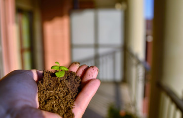 Selective focus, with a blurred background, of a tender basi