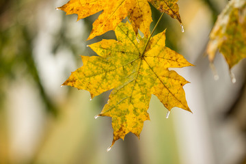 Icicles on the maple leaf
