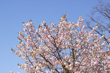 In Japan, cherry blossoms of early-bloom variety are in full bloom now