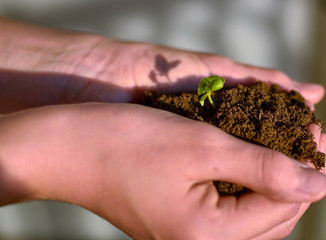 Selective focus, with a blurred background, of a tender basil