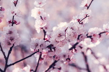 Choose soft focus, beautiful cherry blossom or another name in Thailand that the flower 